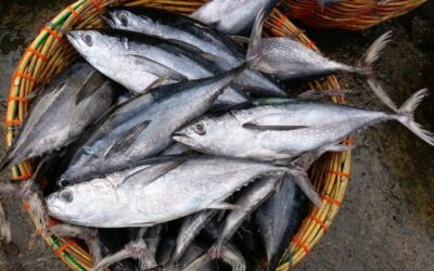 An overview of Export of tuna products from India