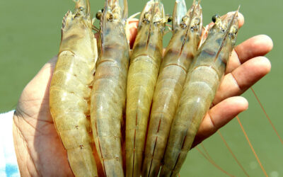 Holistic Approach to Shrimp Farming