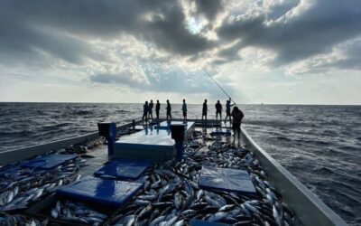 Sun, Sand, Sea and Tuna- A Glimpse of the Maldivian Tuna Industry