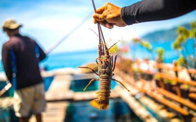 Spiny Lobster Culture Using Sea Cage