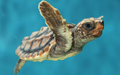 Oman’s Turtle Conservation Crusade – “Be a Turtle Commando”