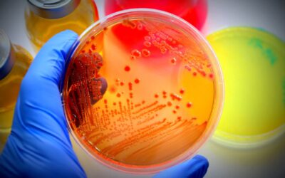 Export-ready seafood:Understanding regulations and optimising in-plant microbiology testing
