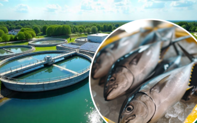 Wastewater management in the seafood processing industry