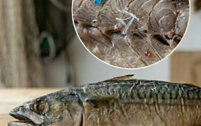 Micro and Nano plastic contamination in traditional dried fish products: Implications for food safety