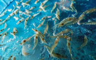 Cost optimization for sustainable shrimp farming: Practical strategies for improving farm profitability